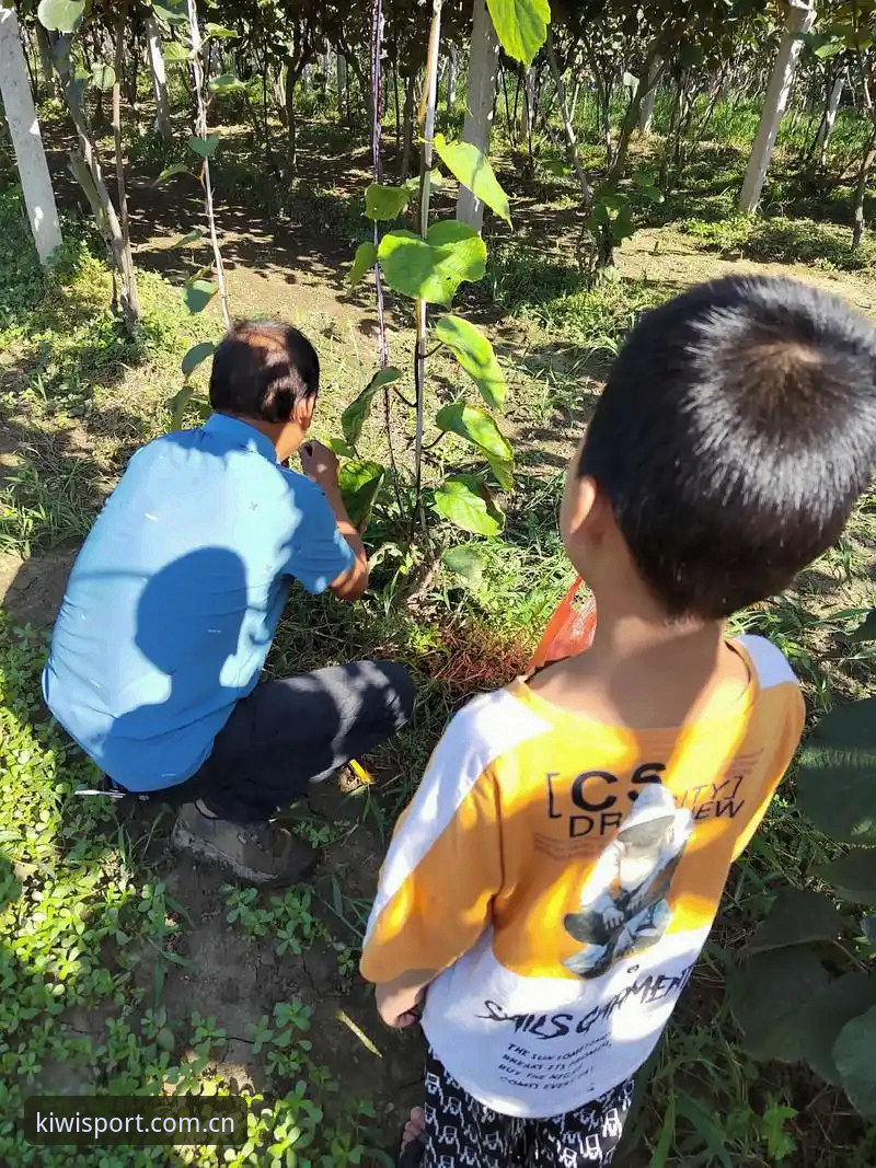 揭秘奇异果体育新手教程：技术评测员眼中你不知道的版本真相